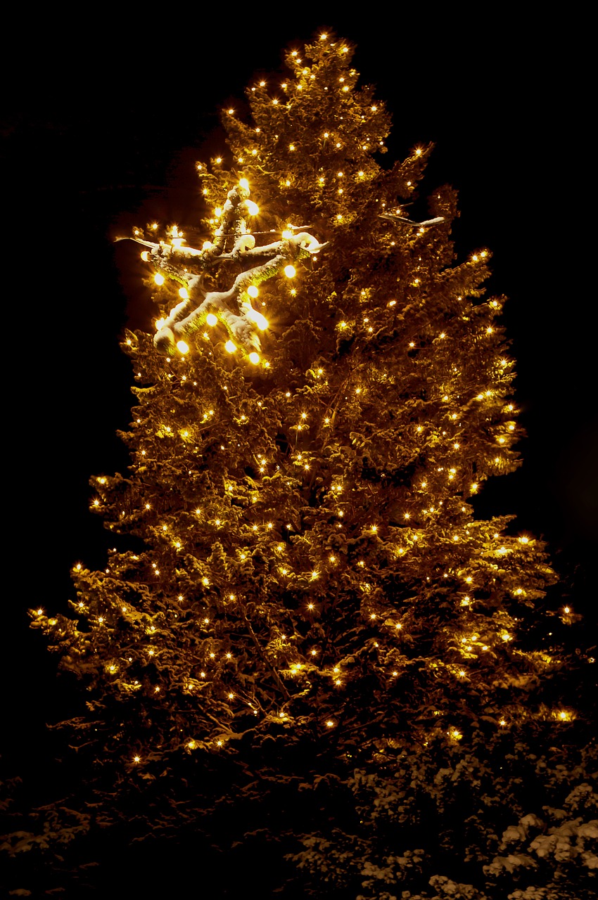 christmas lights christmas tree free photo