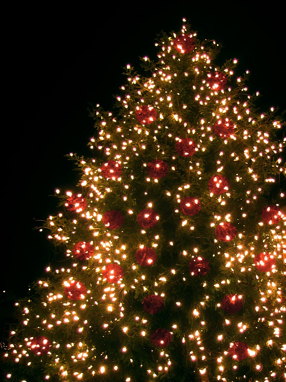 christmas christmas tree lichterkette free photo