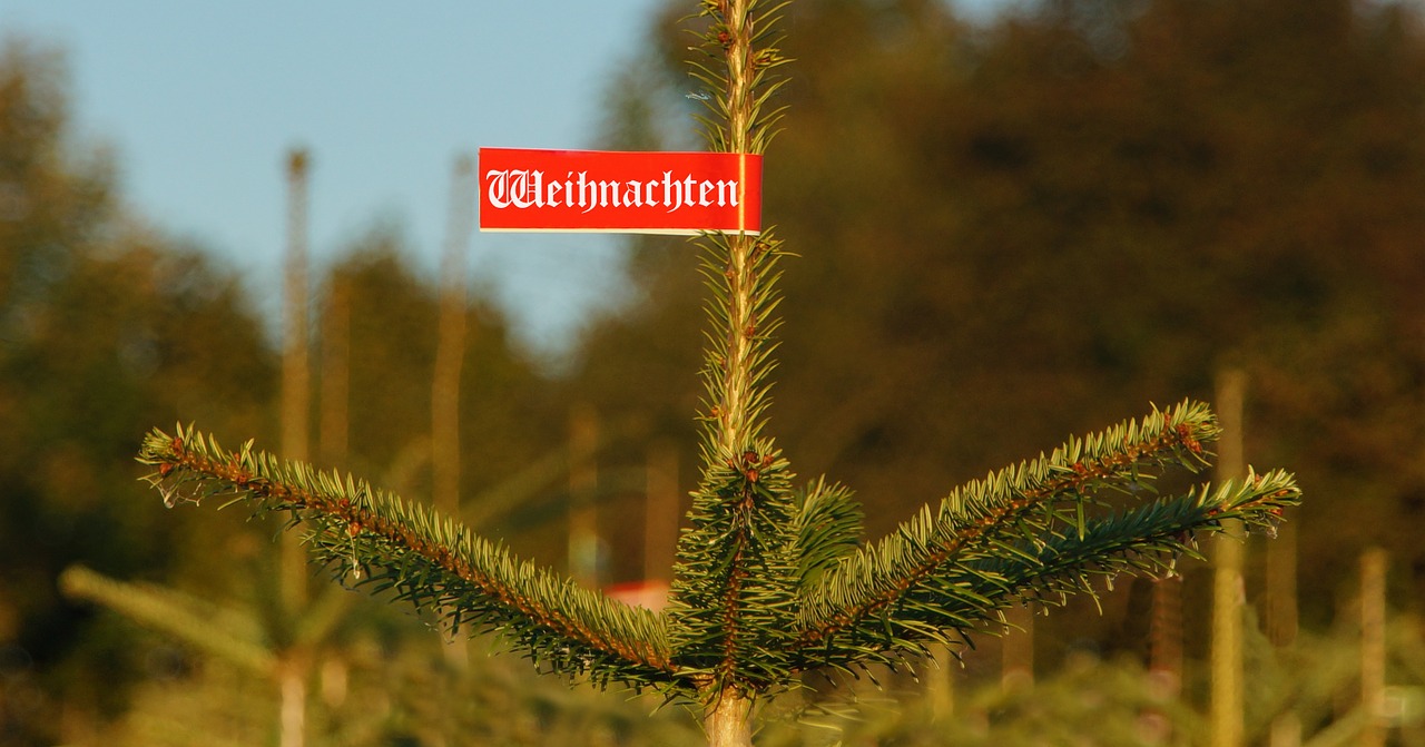 christmas christmas tree buy free photo