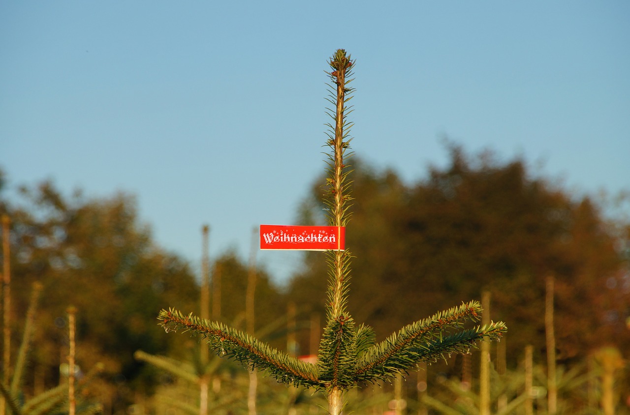 christmas christmas tree fir plantation free photo