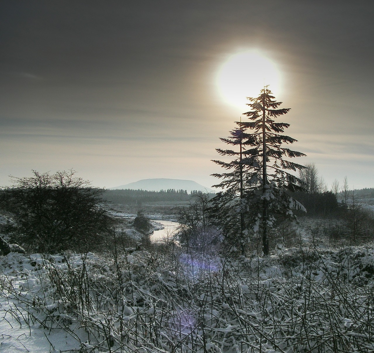 christmas tree winter free photo