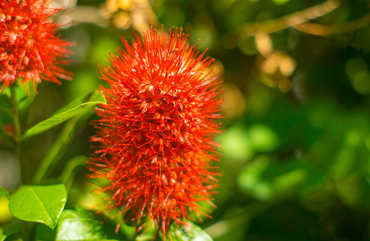 christmas bush queensland garden flowering shrub free photo