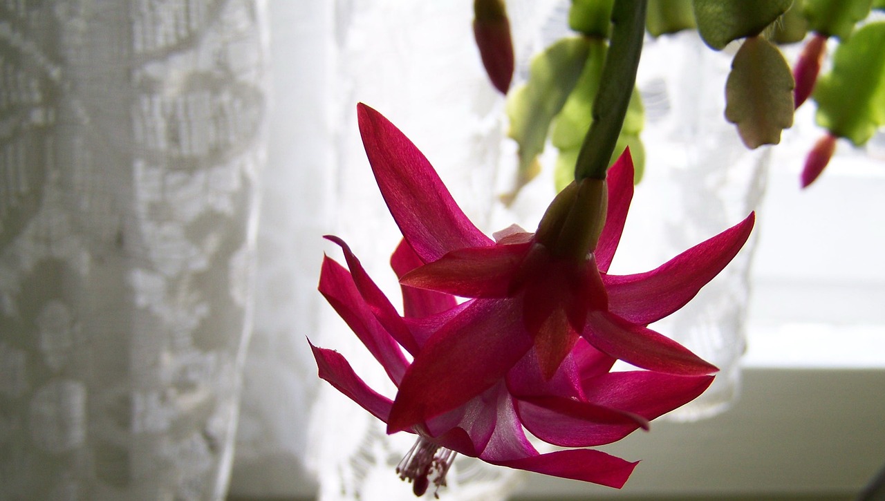 christmas cactus pink room plant free photo