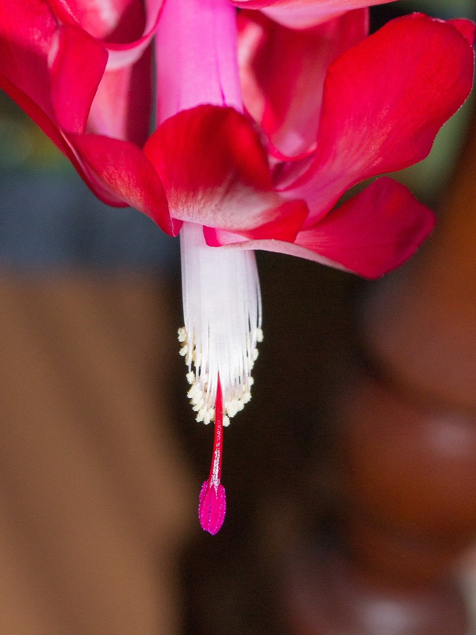 christmas cactus  flower  flowering free photo