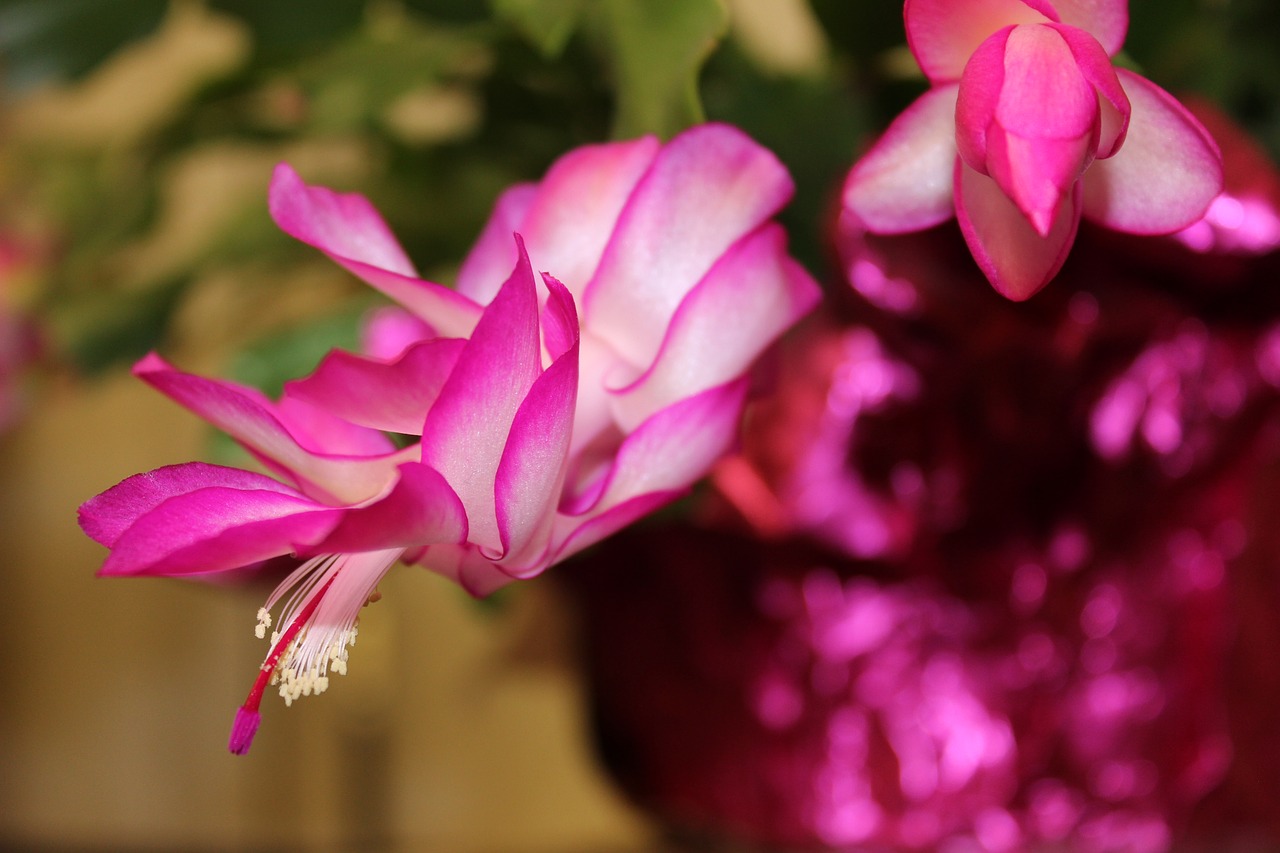 christmas cactus  flowering cactus  flower free photo