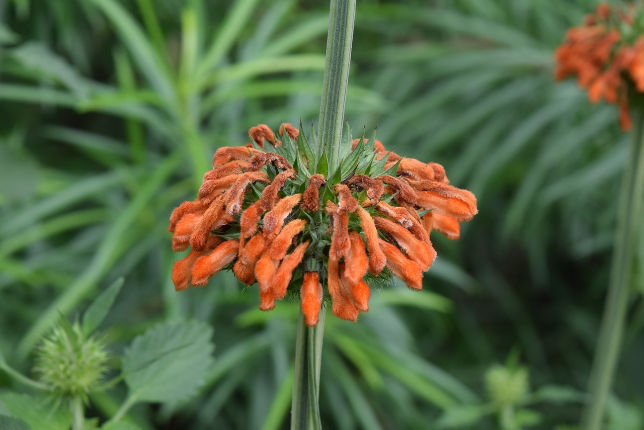 christmas candle-stick flower leonotis nepetifolia free photo