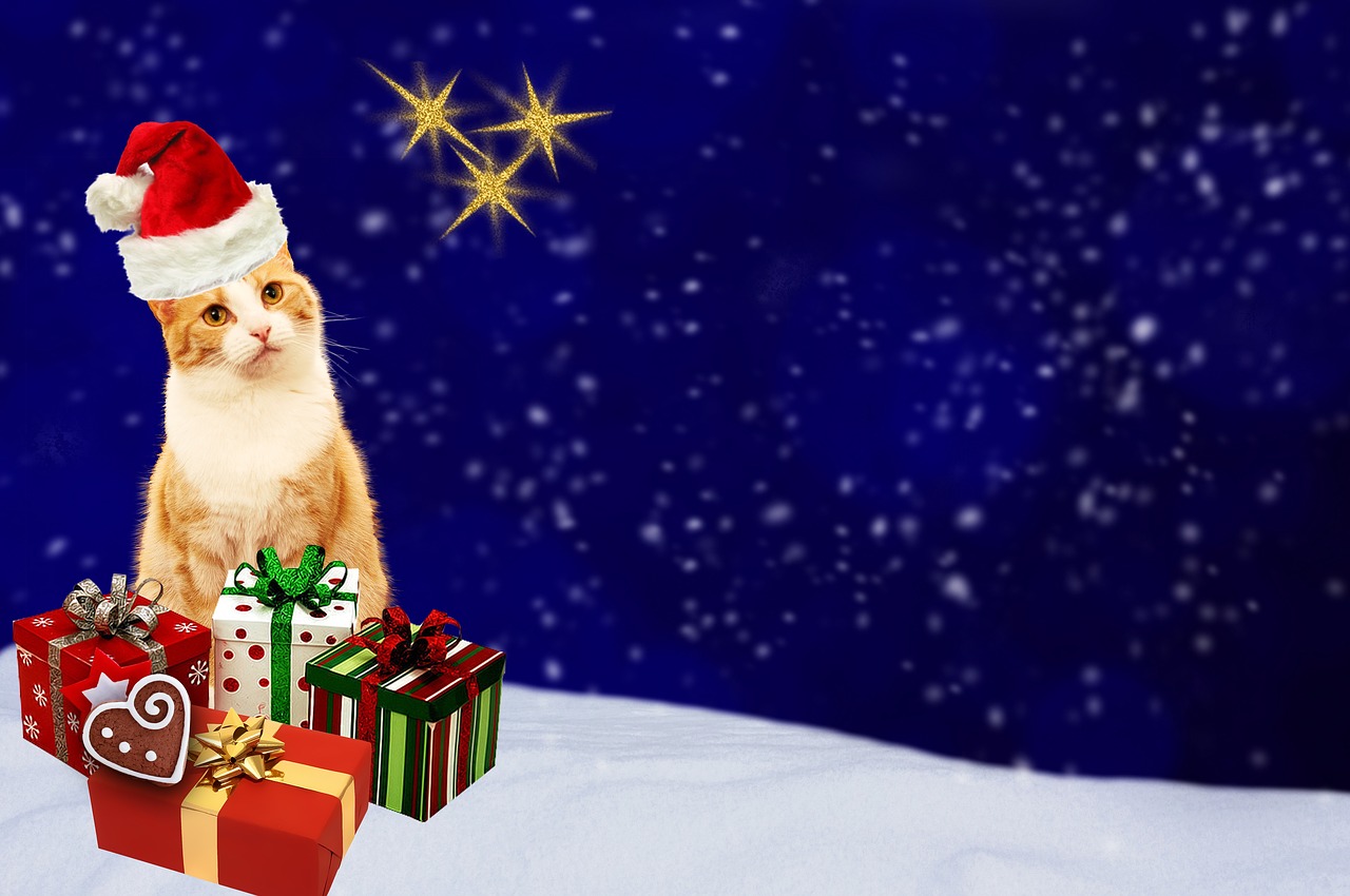 christmas card cat gifts free photo