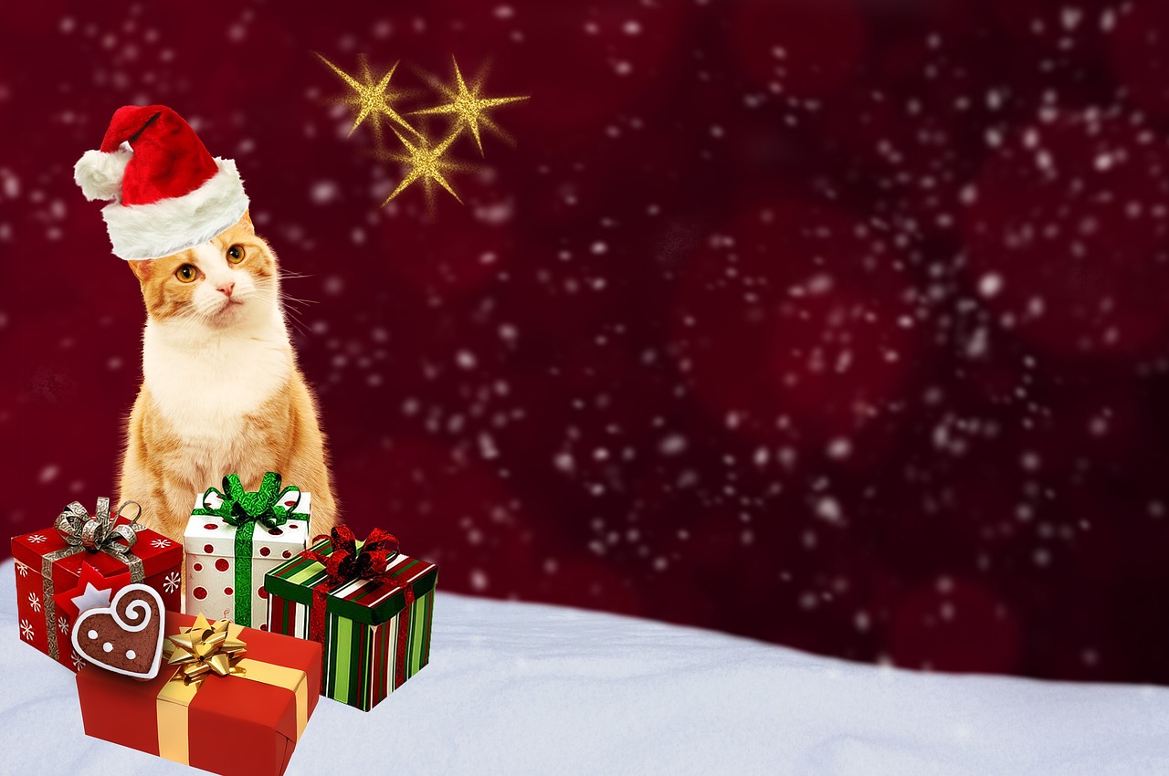 christmas card cat gifts free photo