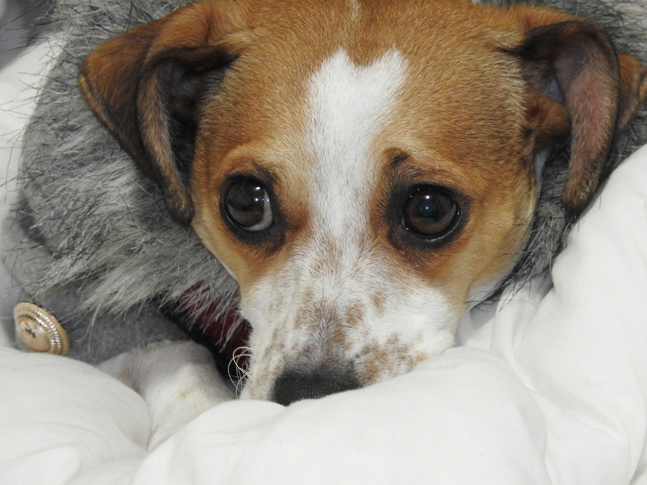 christmas dog jack russel dog free photo