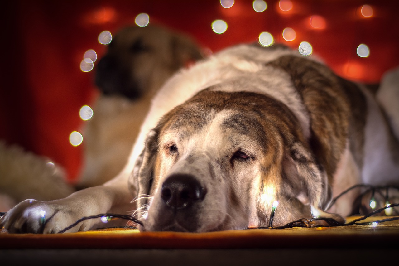 christmas dog dog lichterkette free photo