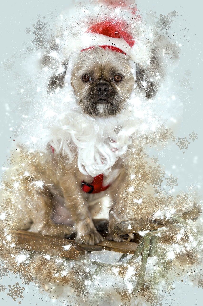 christmas dog animal pet free photo