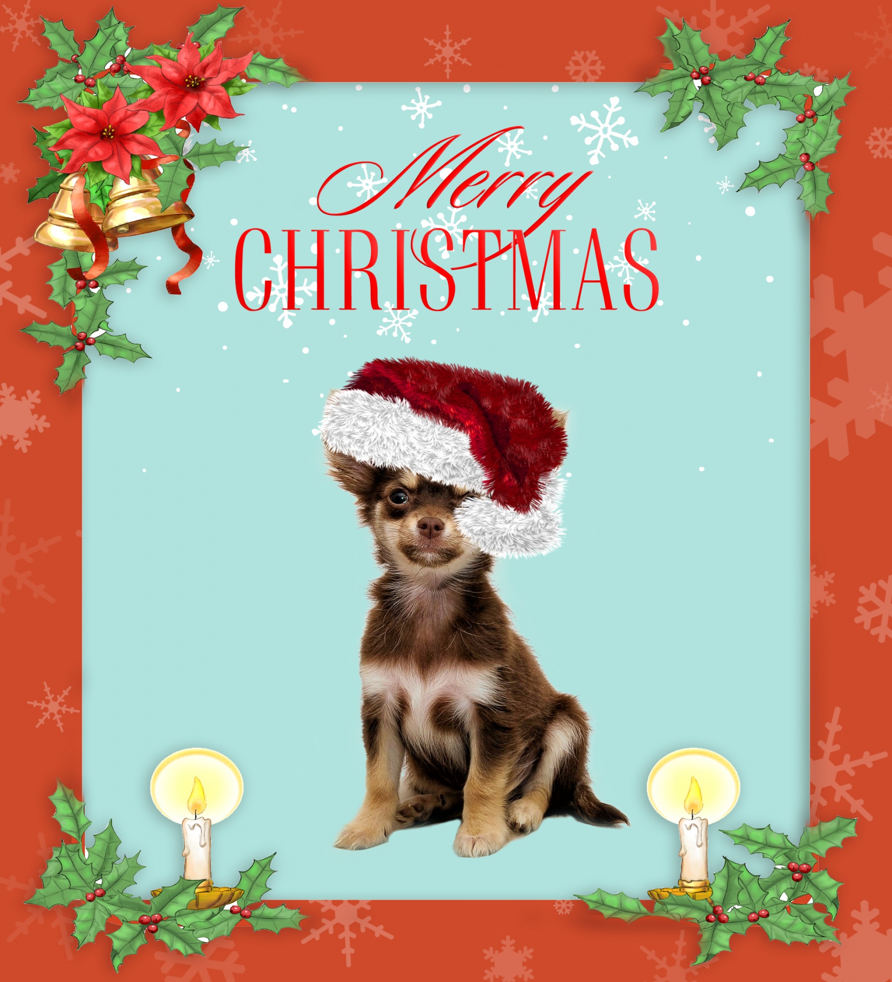 christmas dog chihuahua free photo