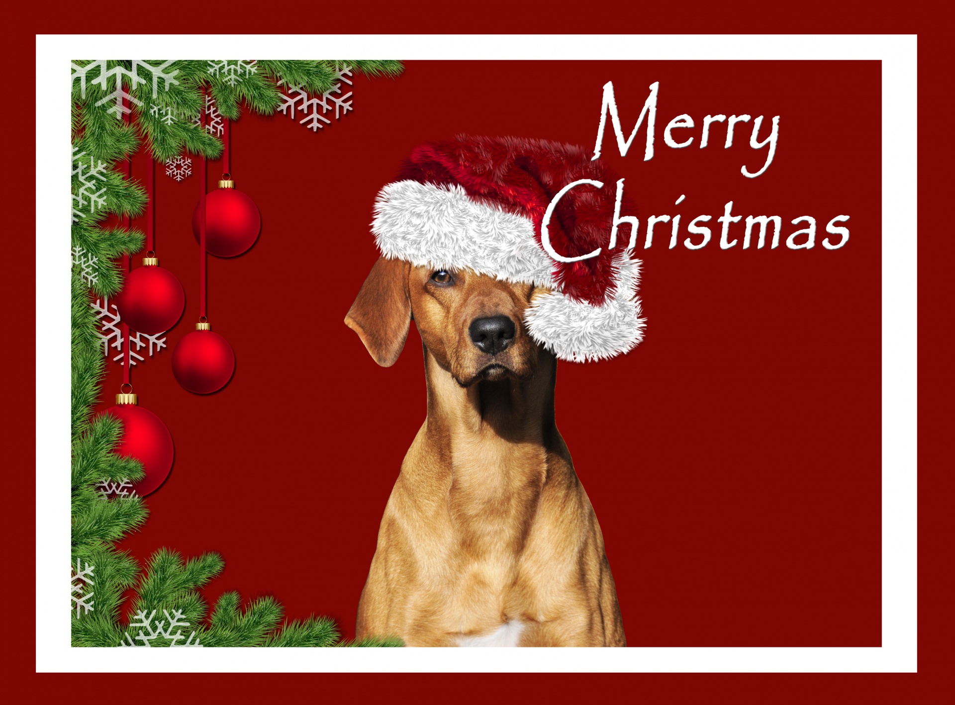 christmas dog card rhodesian ridgeback free photo