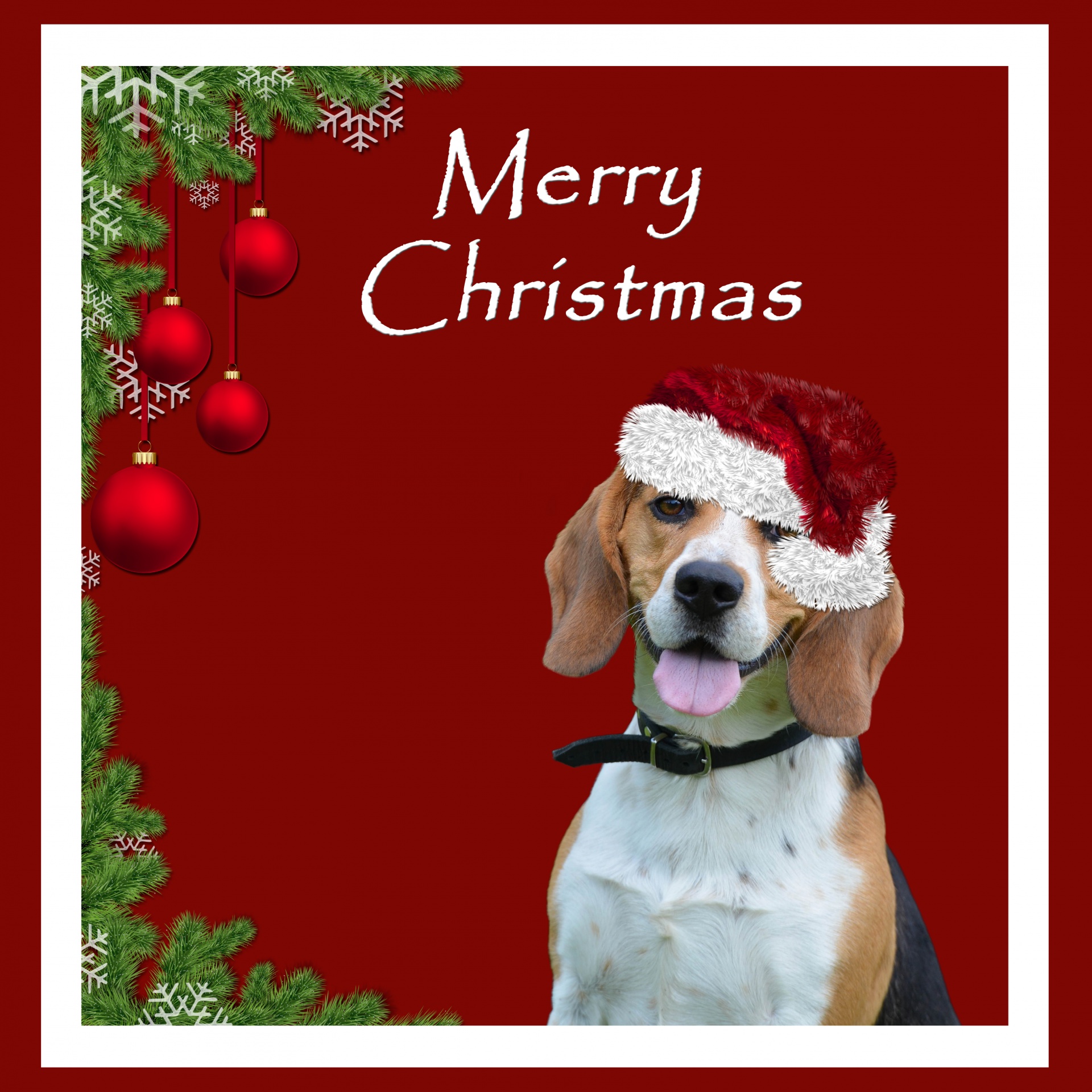 christmas dog beagle free photo