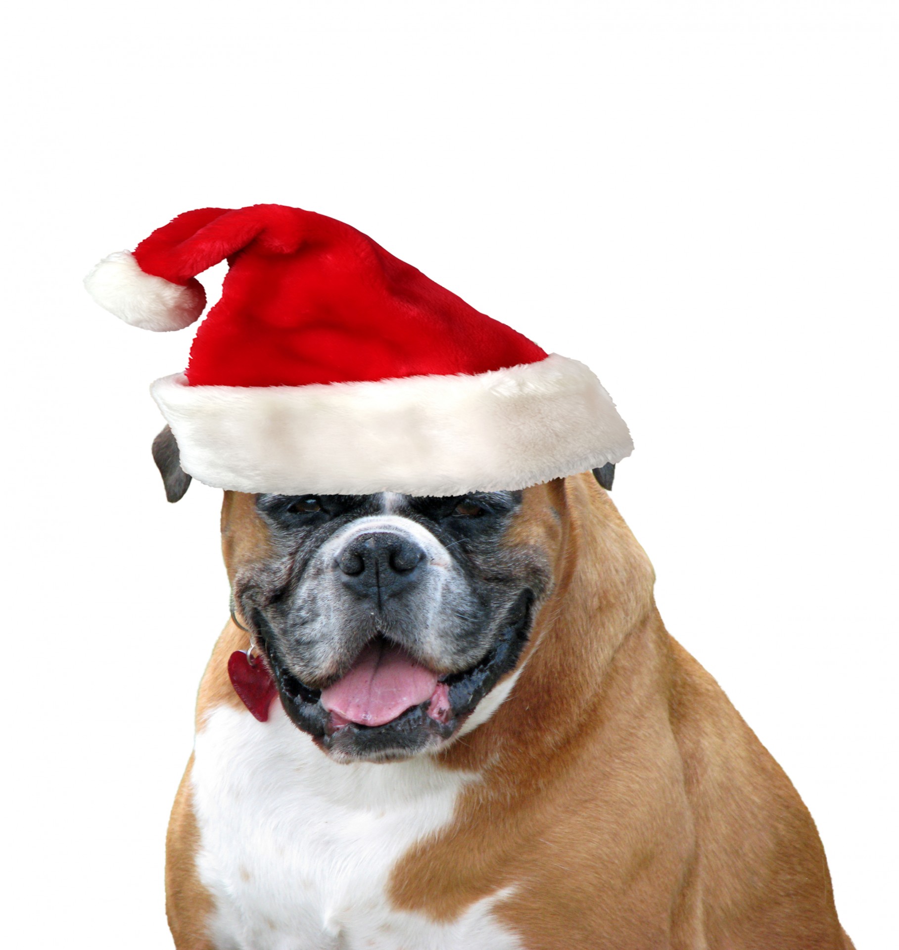 dog boxer christmas free photo