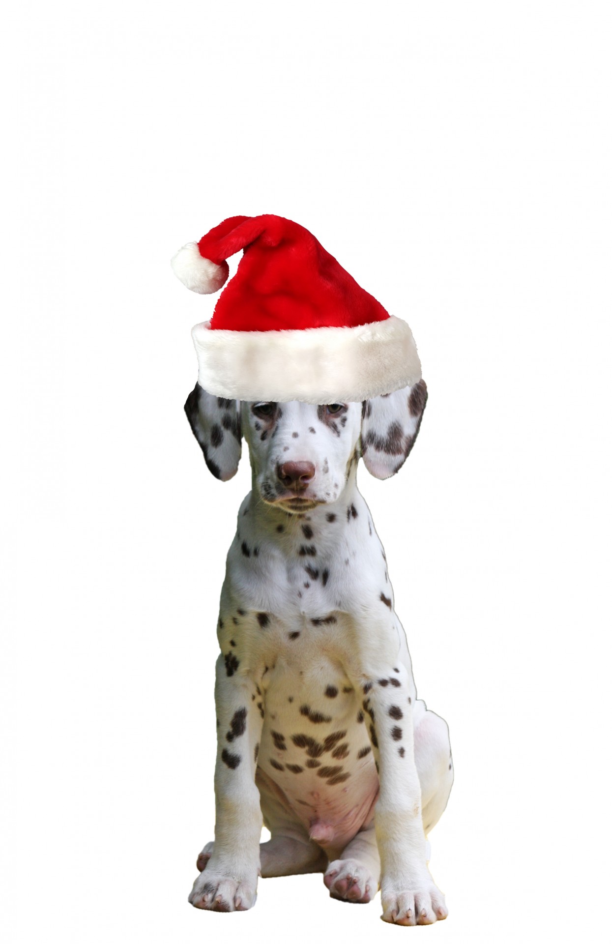 dog puppy dalmatian free photo