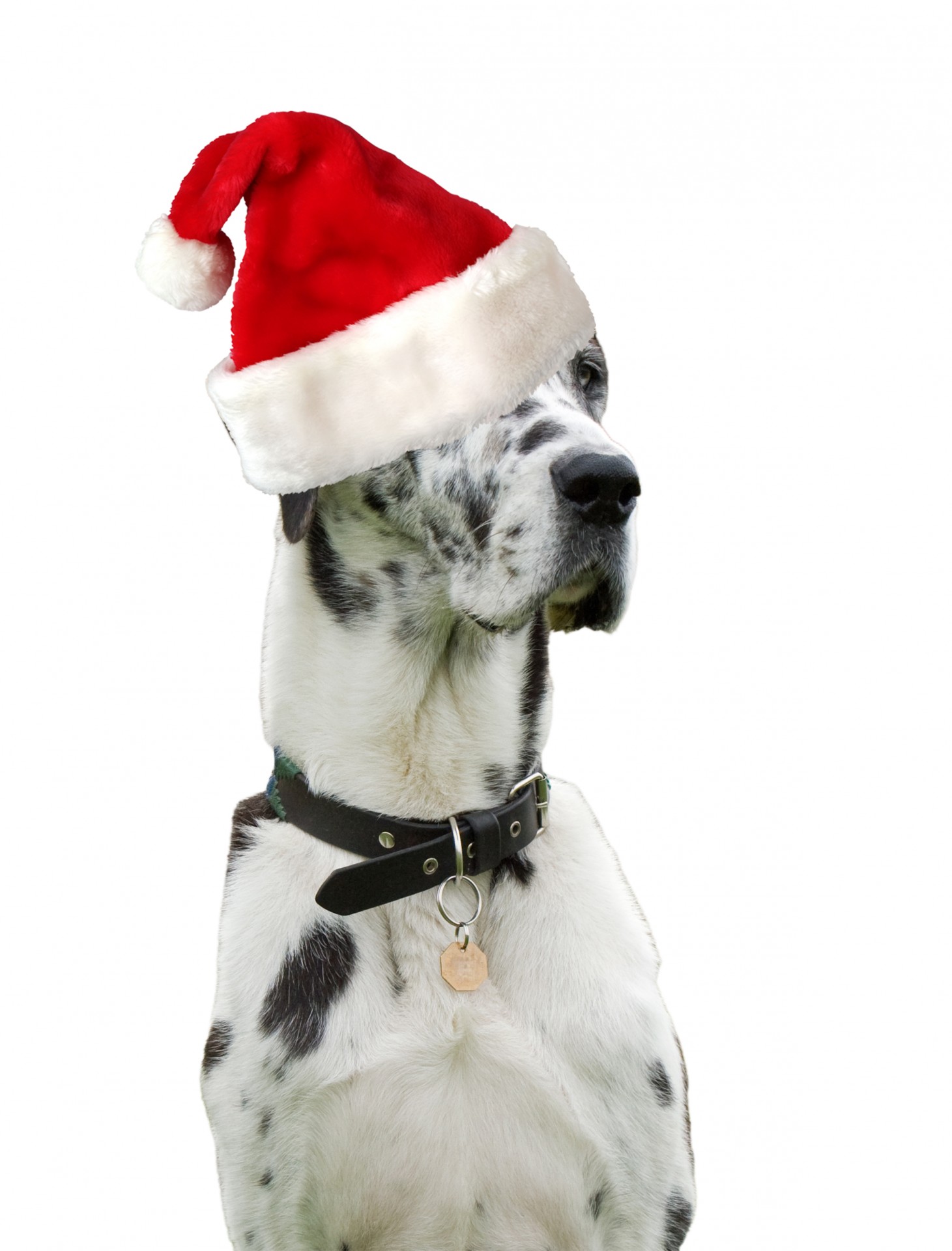 great dane dog santa hat free photo