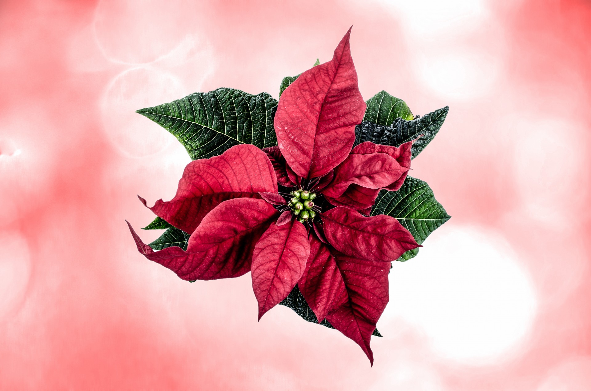 christmas high key poinsettia flower free photo