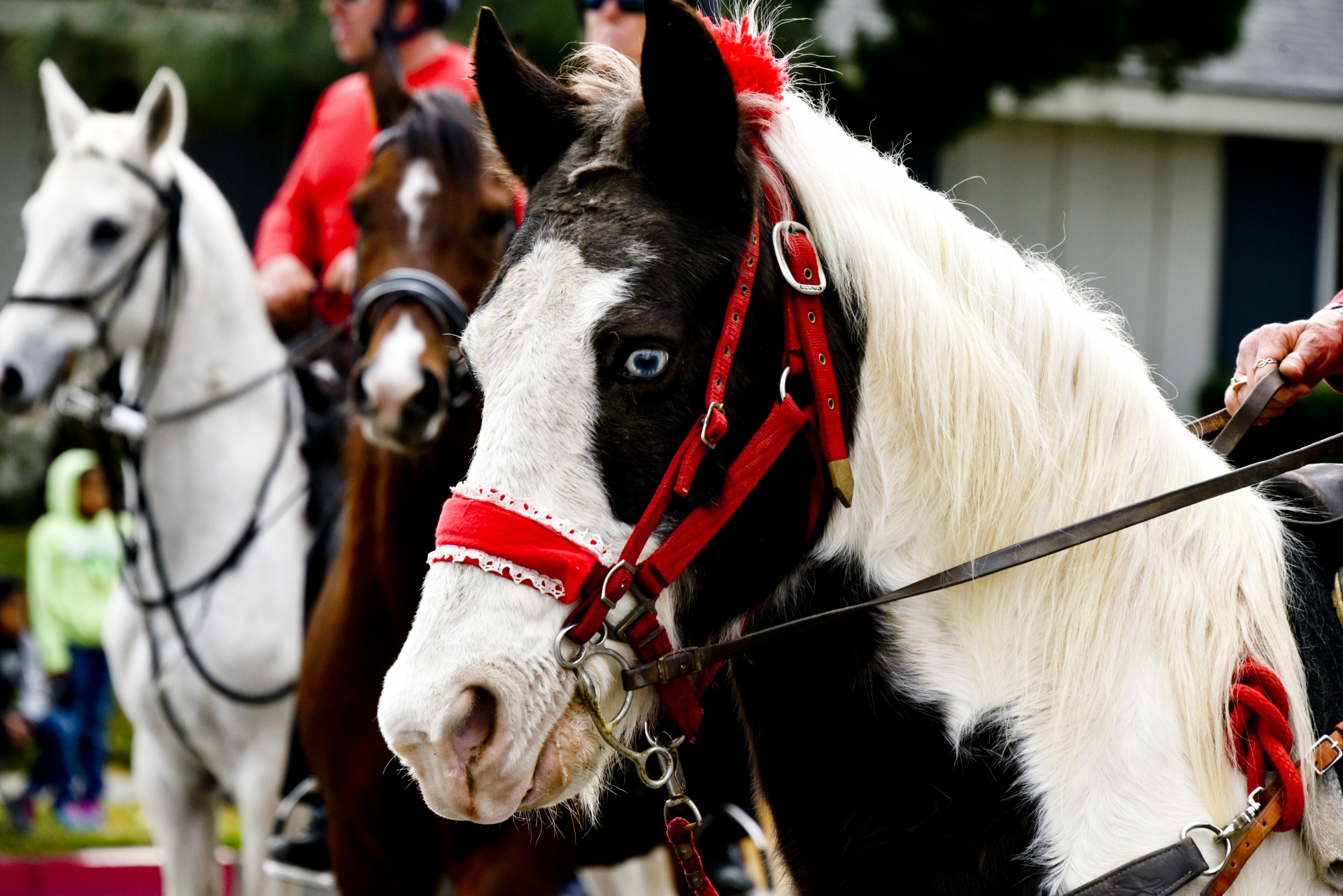 horse decorated colored free photo