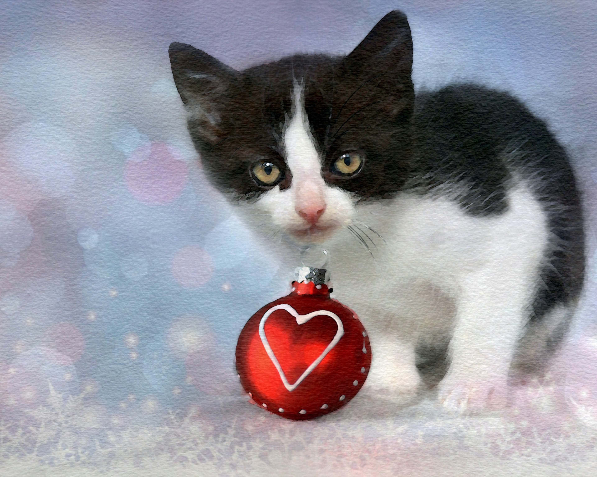 christmas kitten cat free photo