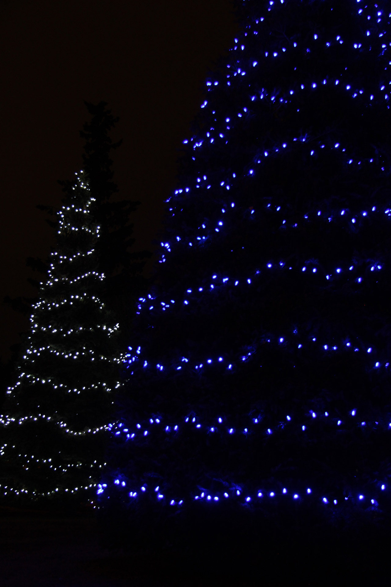 christmas lights trees free photo