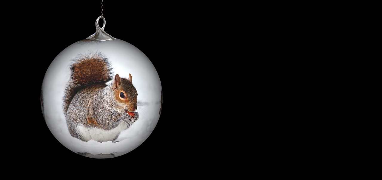 christmas ornament squirrel christmas ornaments free photo