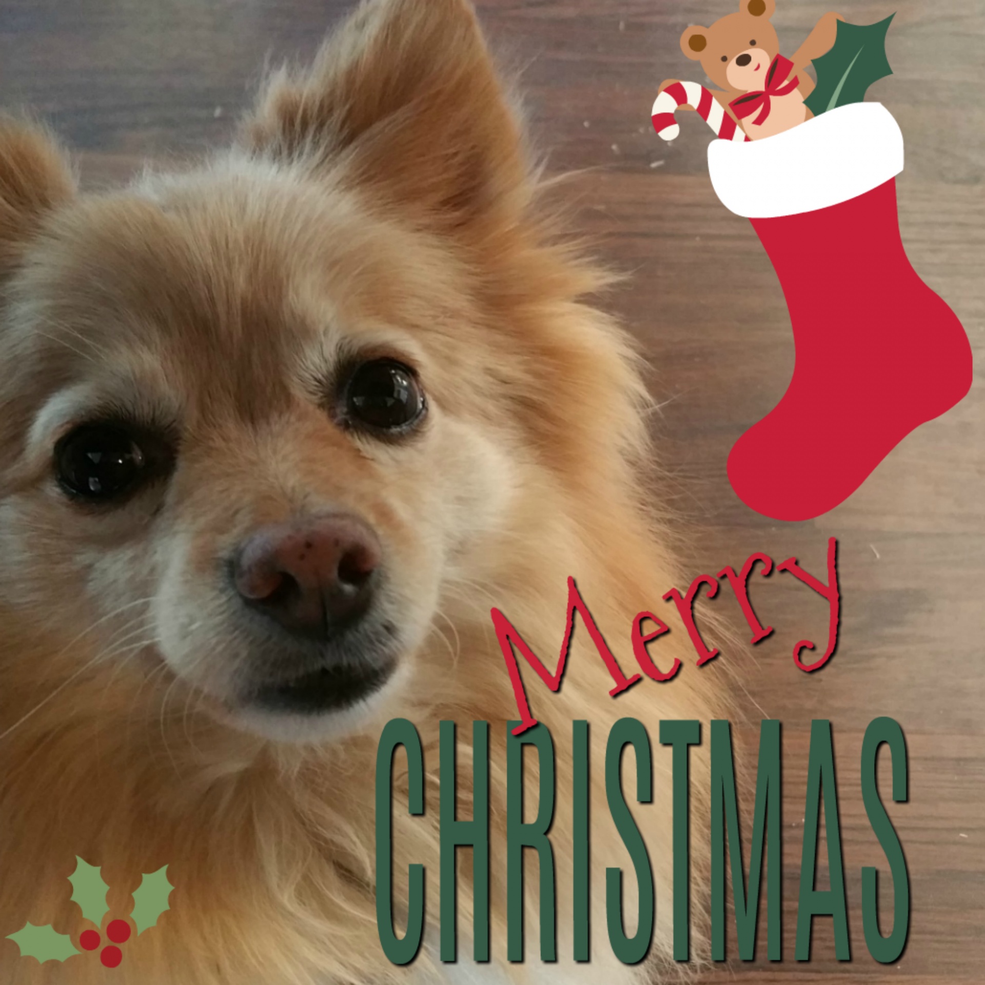 christmas xmas dog free photo