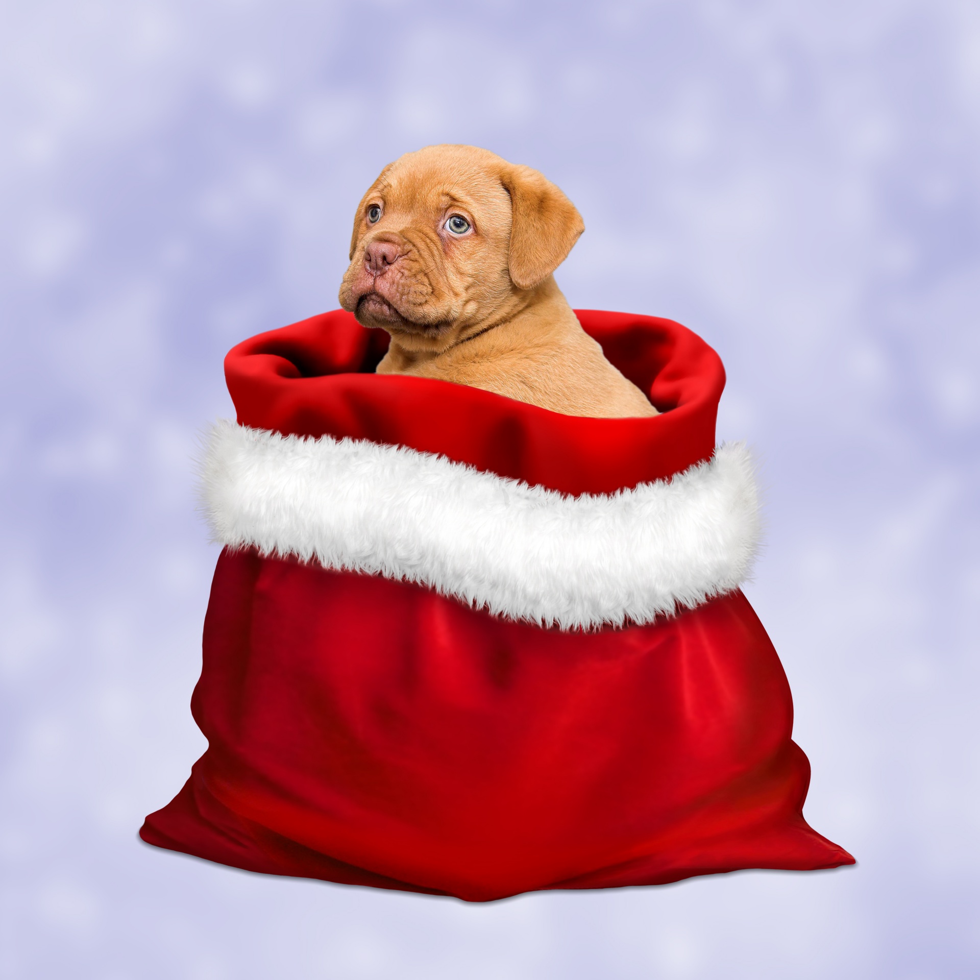 christmas puppy dog free photo