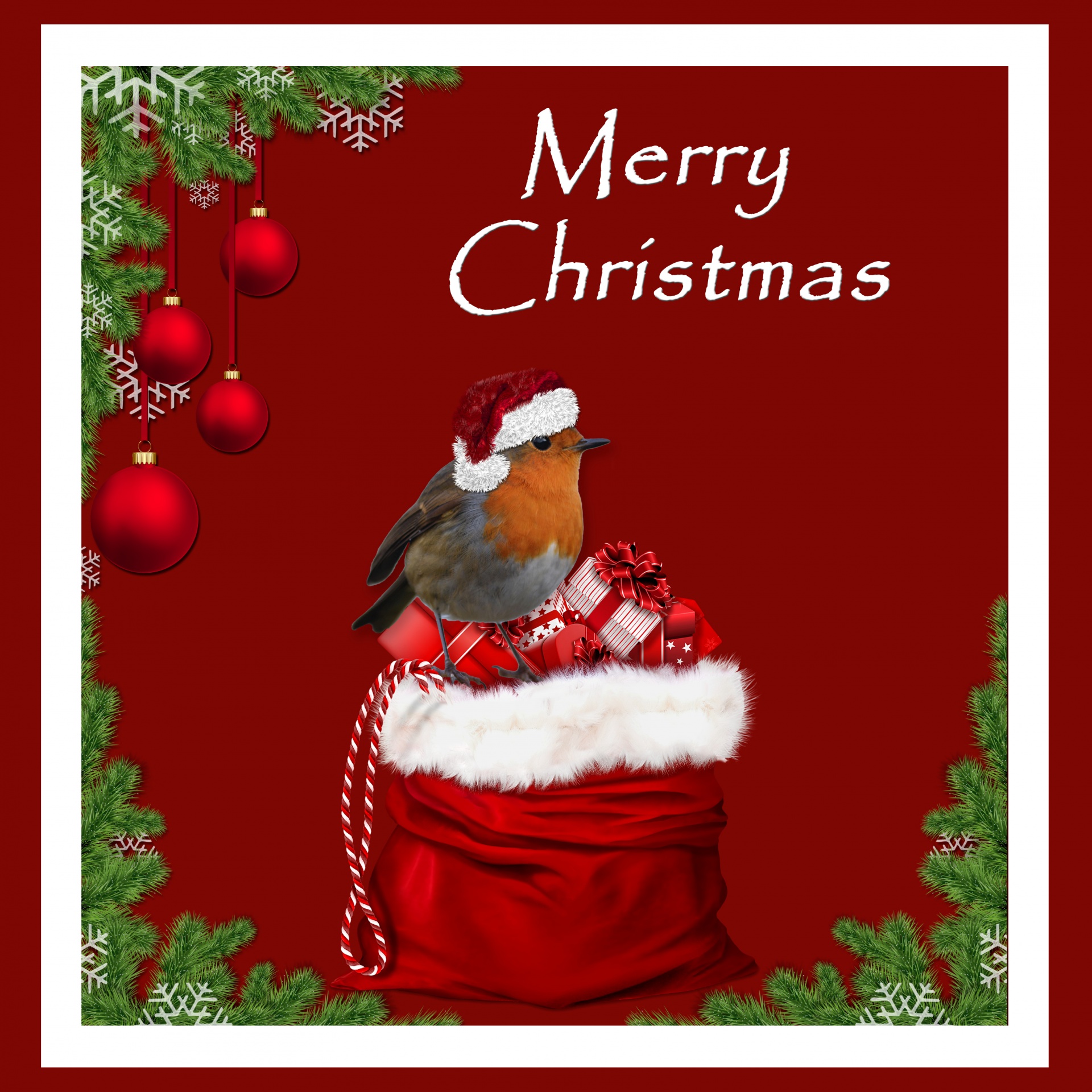 christmas robin bird free photo