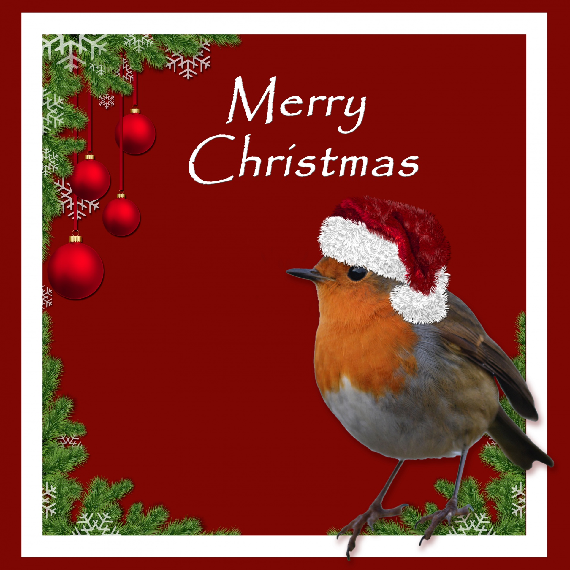 christmas robin bird free photo