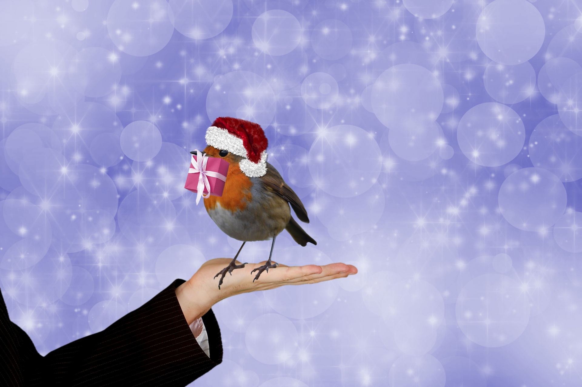 christmas robin bird free photo