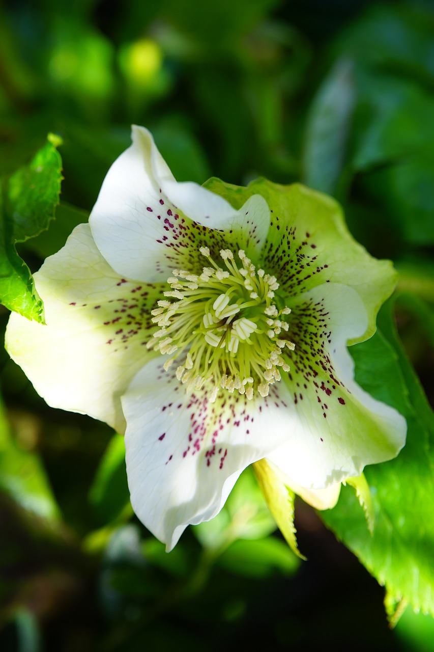 christmas rose anemone blanda flower free photo