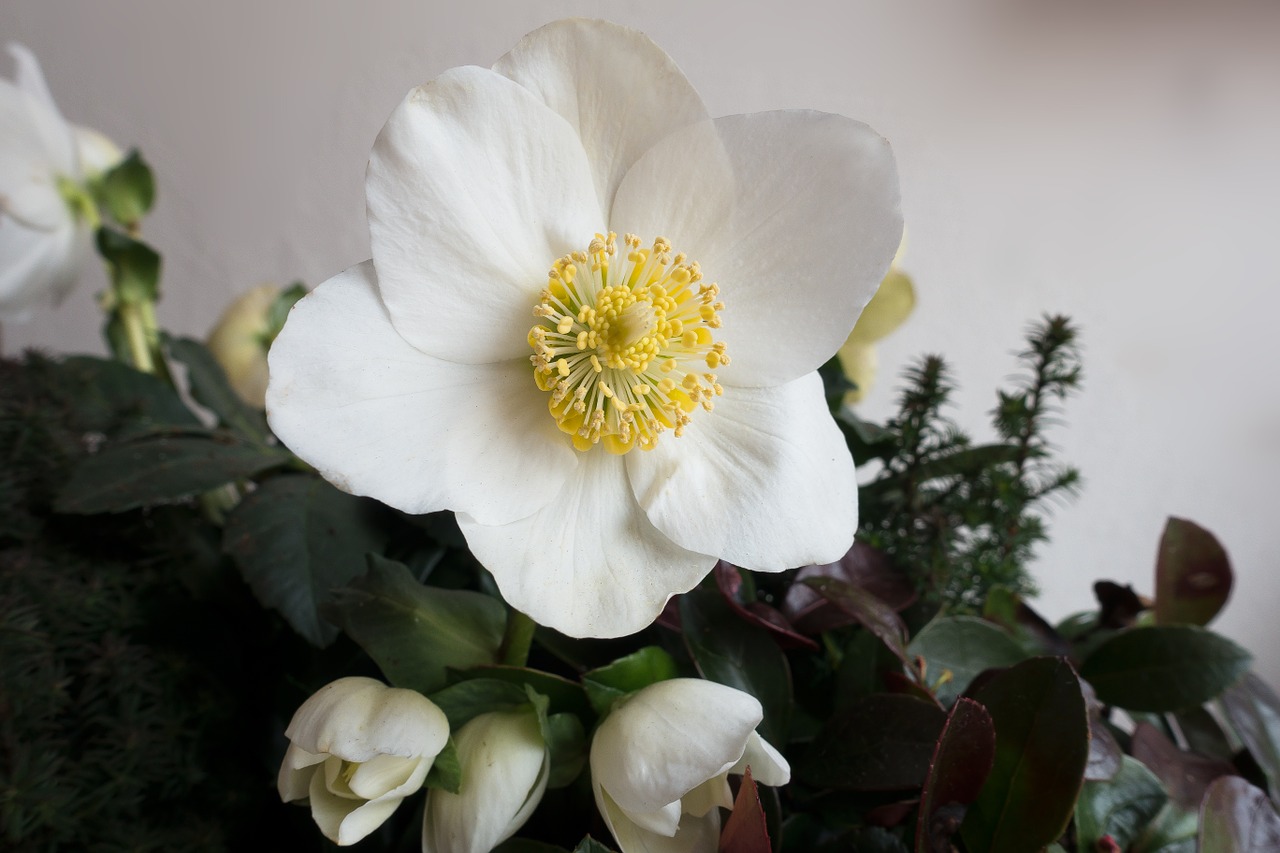 christmas rose flower white free photo