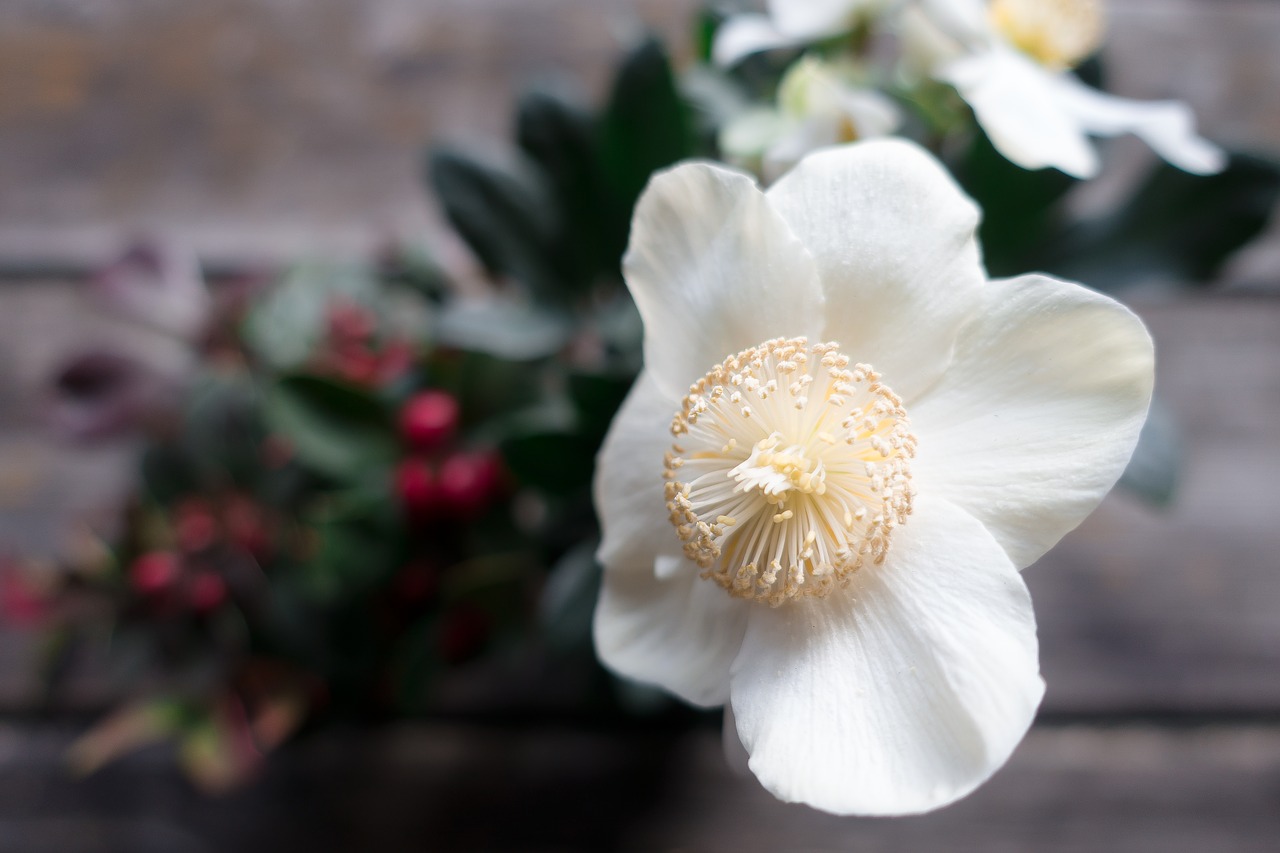 christmas rose flower white free photo