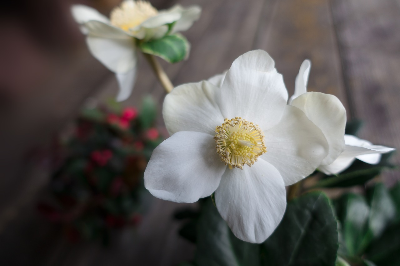 christmas rose flower white free photo