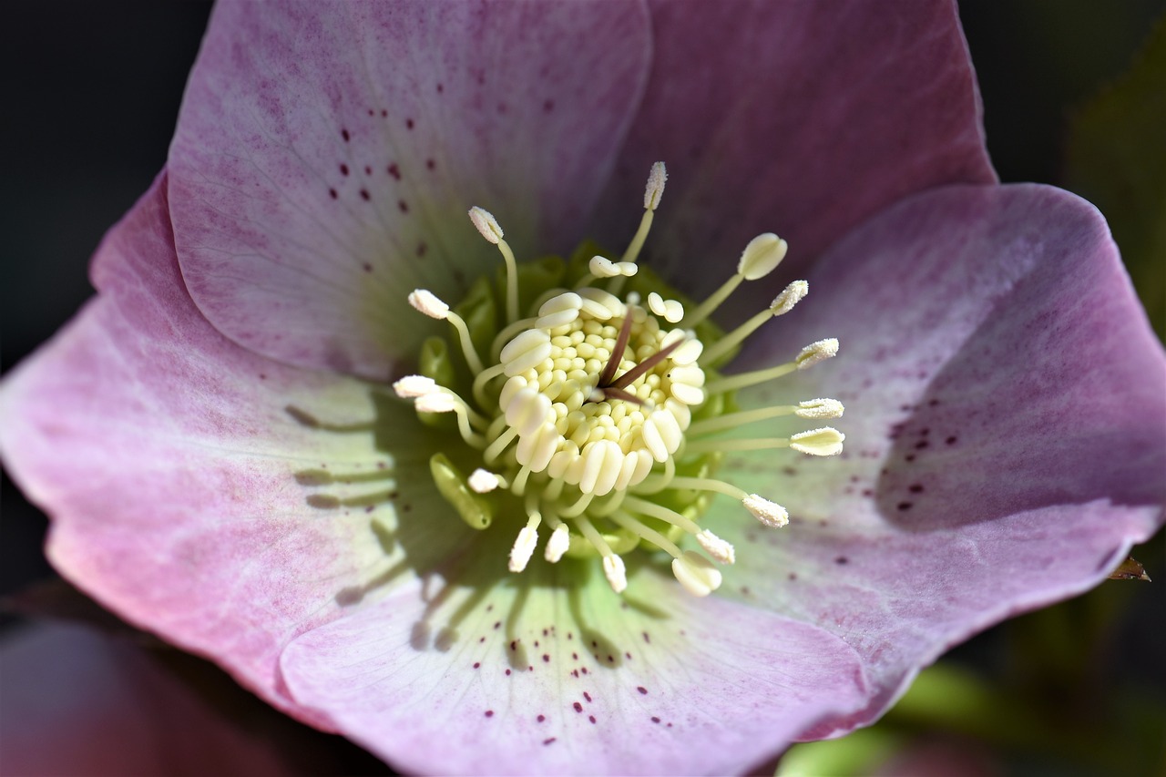 christmas rose flower blossom free photo