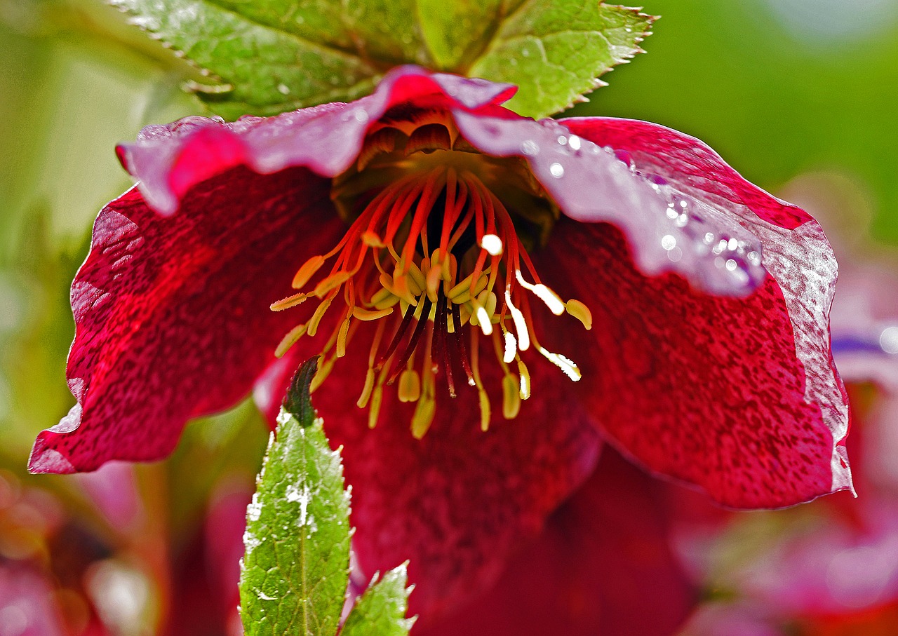 christmas rose blossom bloom free photo