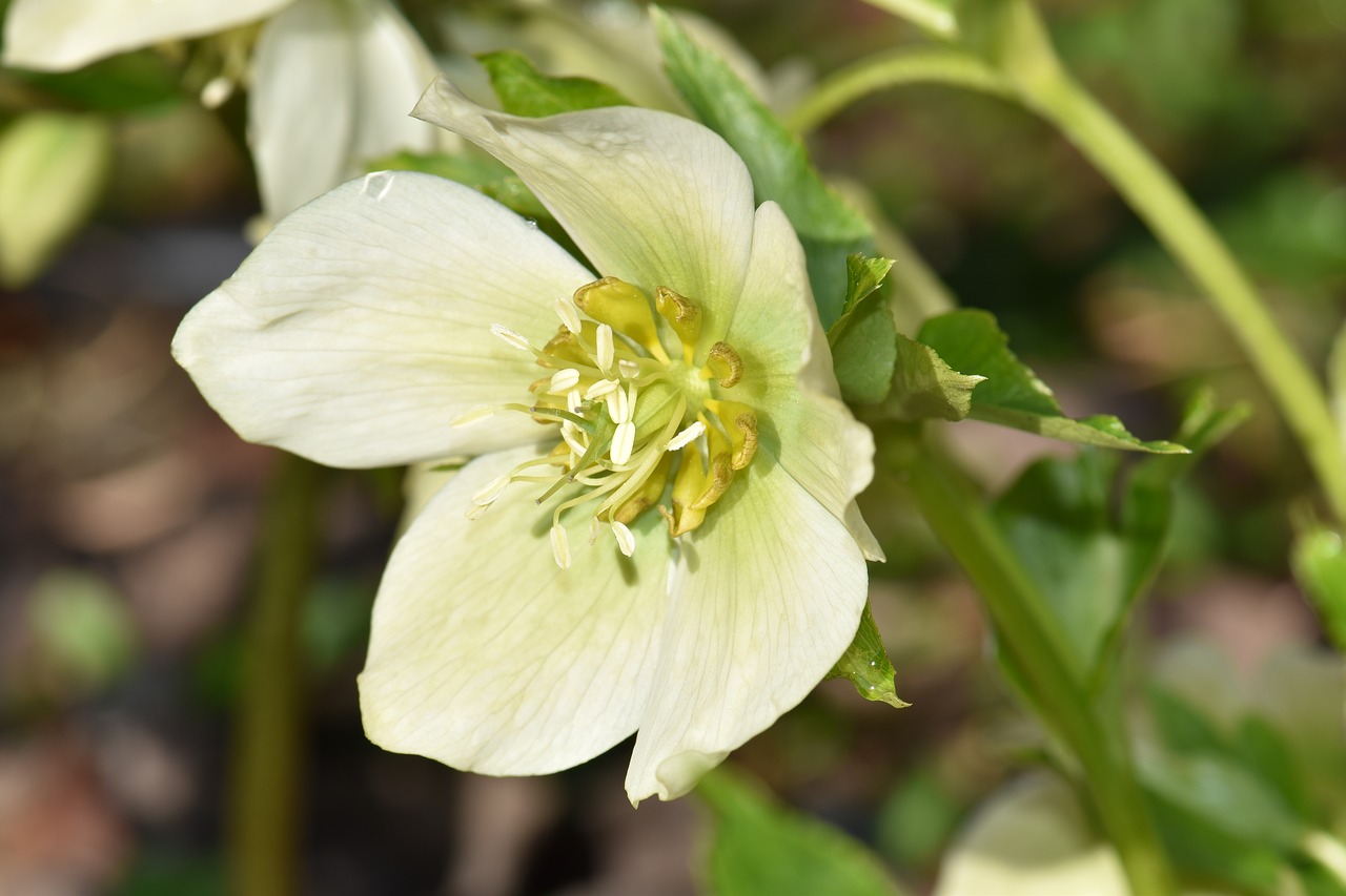 christmas rose spring plant free photo