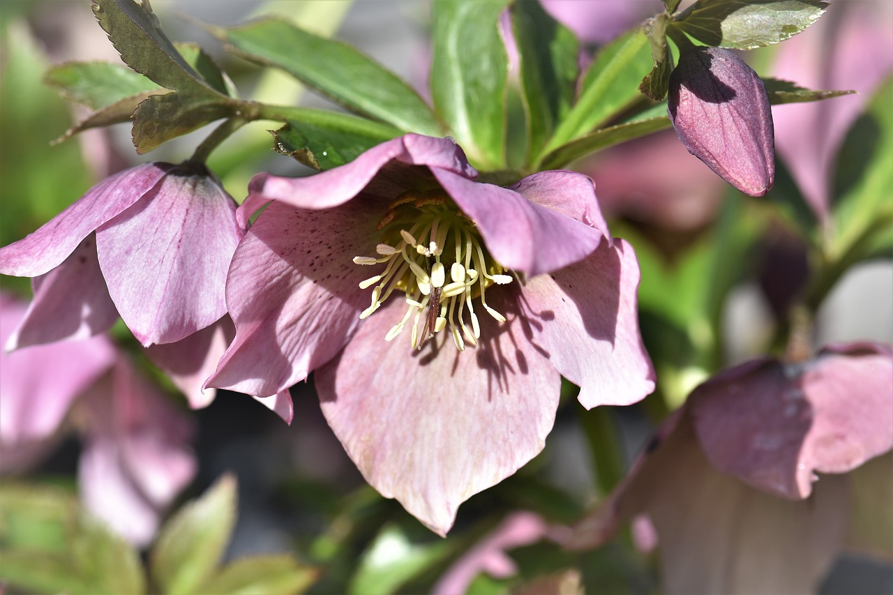 christmas rose spring plant free photo