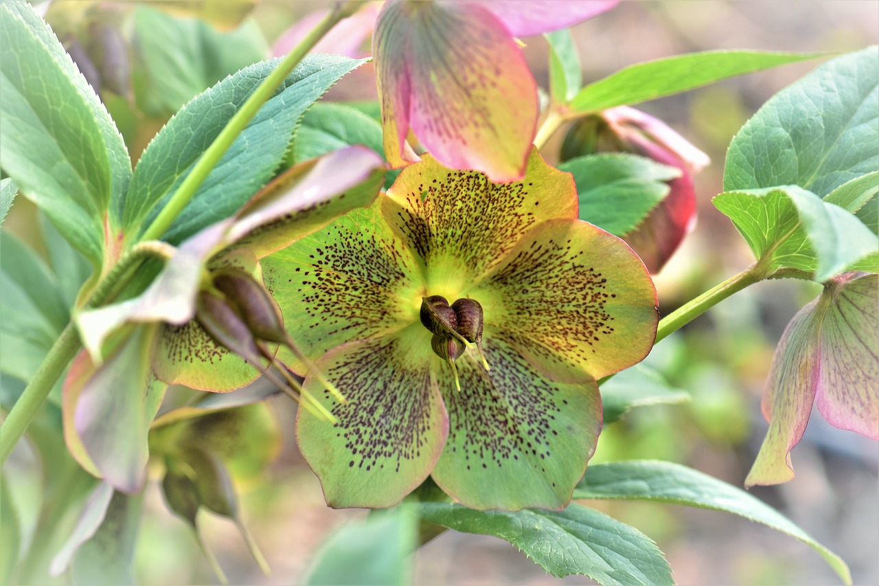 christmas rose plant flower free photo