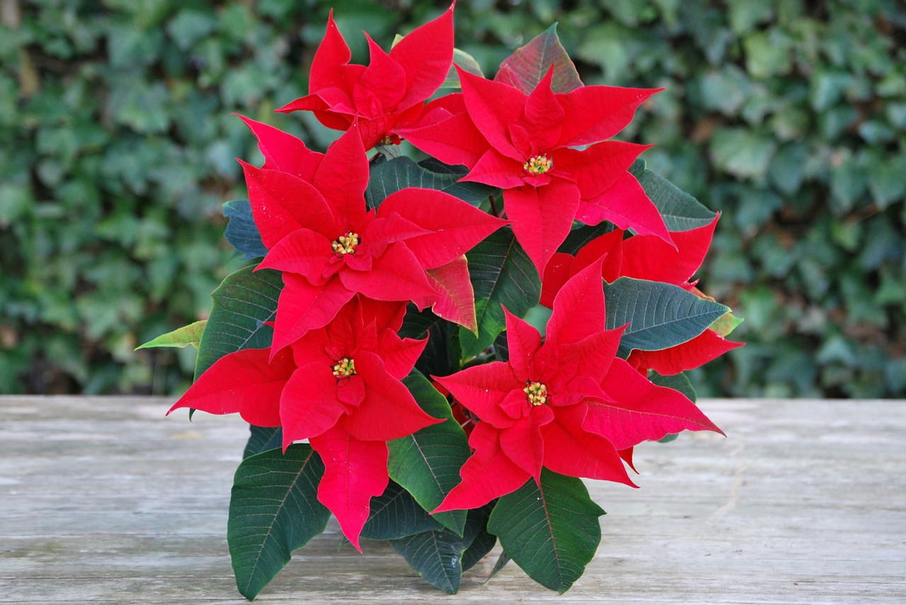 christmas rose flowers red free photo