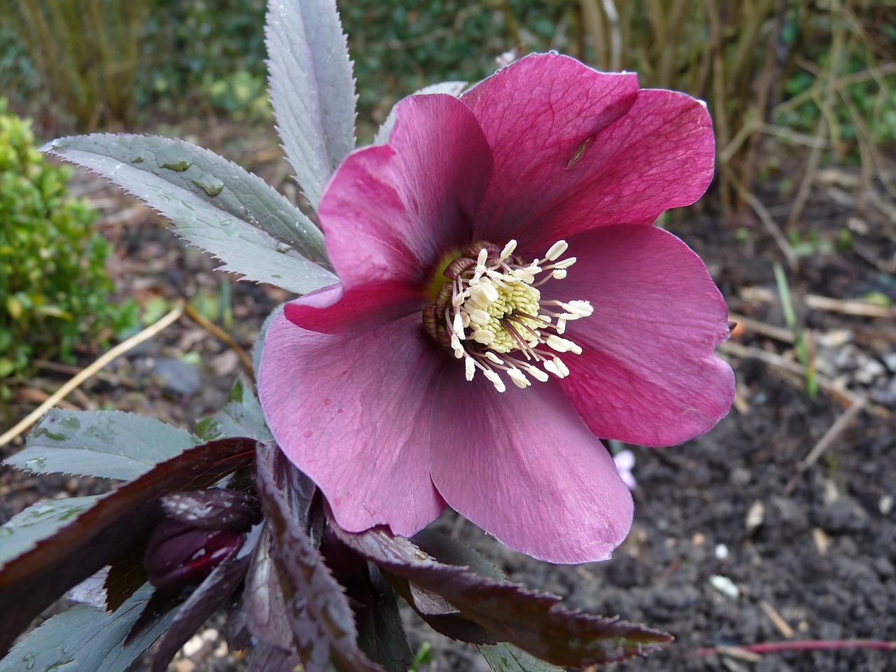 christmas rose flower hanging free photo