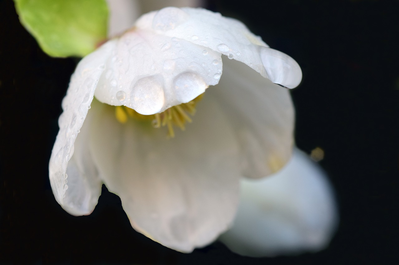 christmas rose winter winter flower free photo