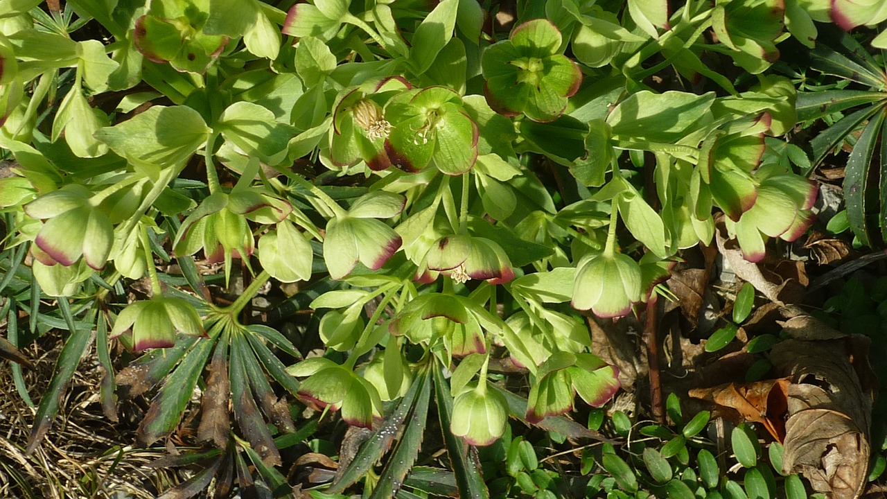 christmas rose hellebore flower free photo