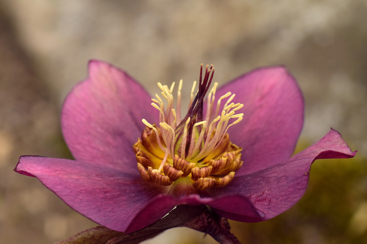 christmas rose  blossom  bloom free photo