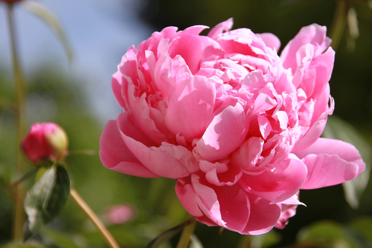 christmas rose  pink  flower free photo