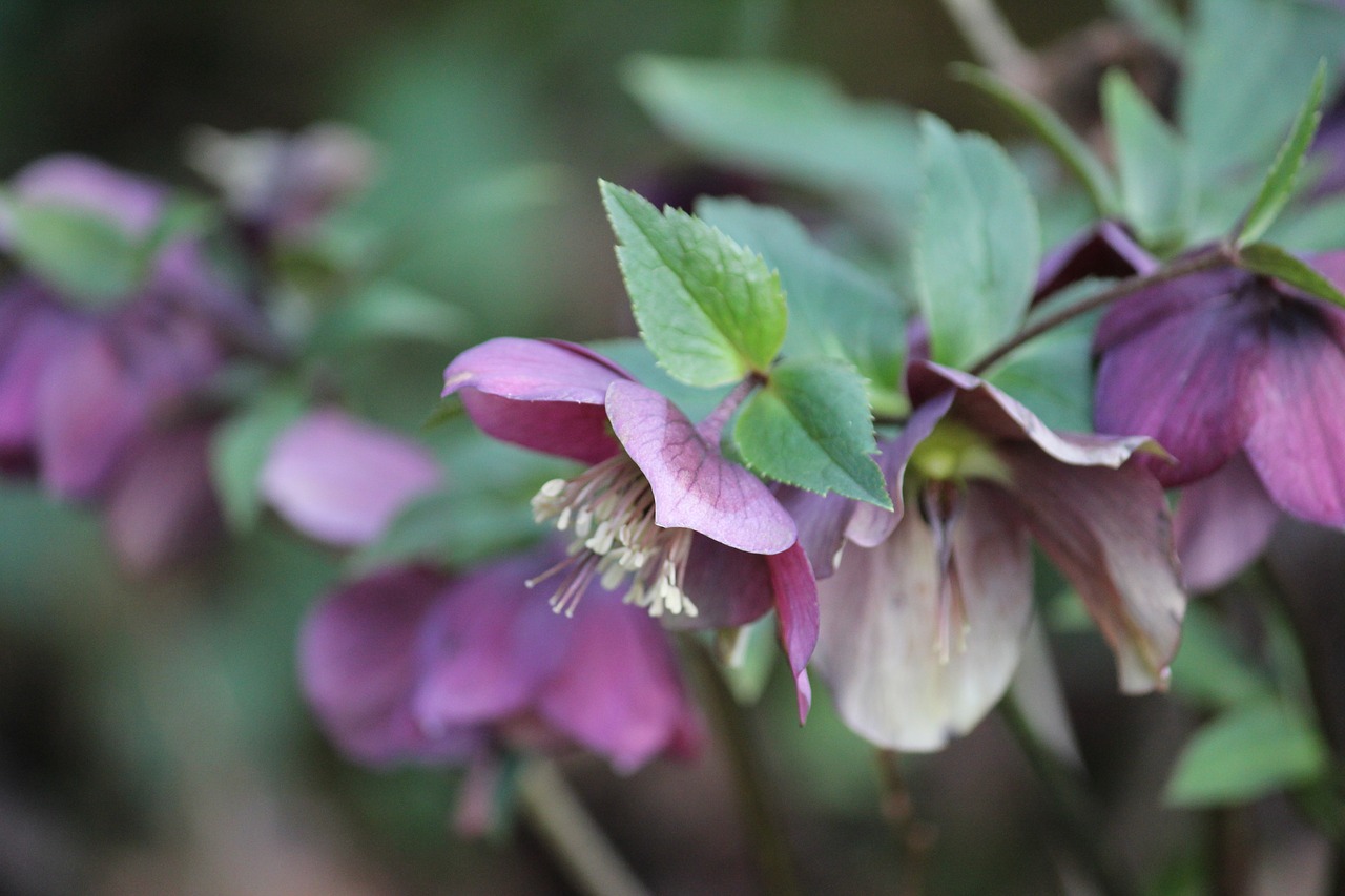 christmas rose  winter  heleborus free photo