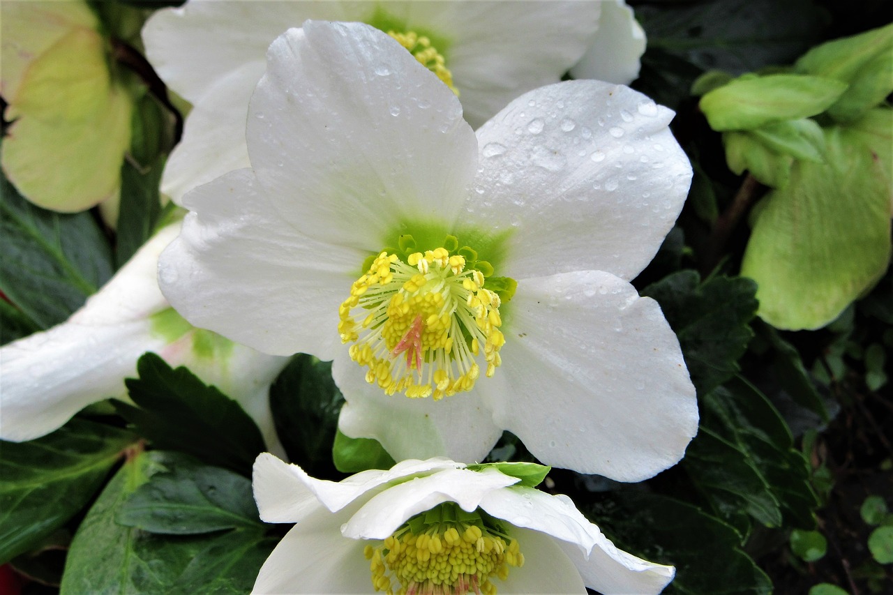 christmas rose  drops  bloom free photo