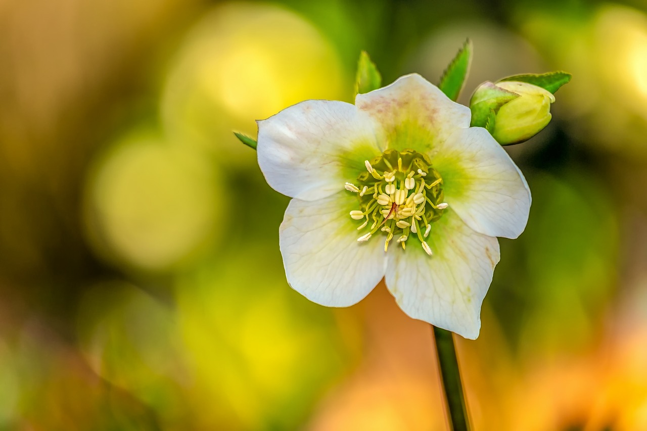 christmas rose  anemone blanda  winterblueher free photo