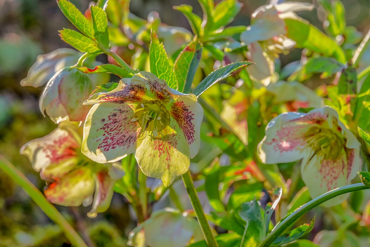 christmas rose  anemone blanda  winterblueher free photo